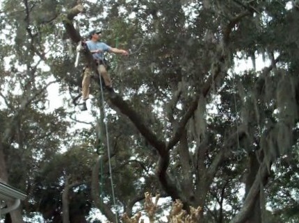 before lexington sc tree pruning