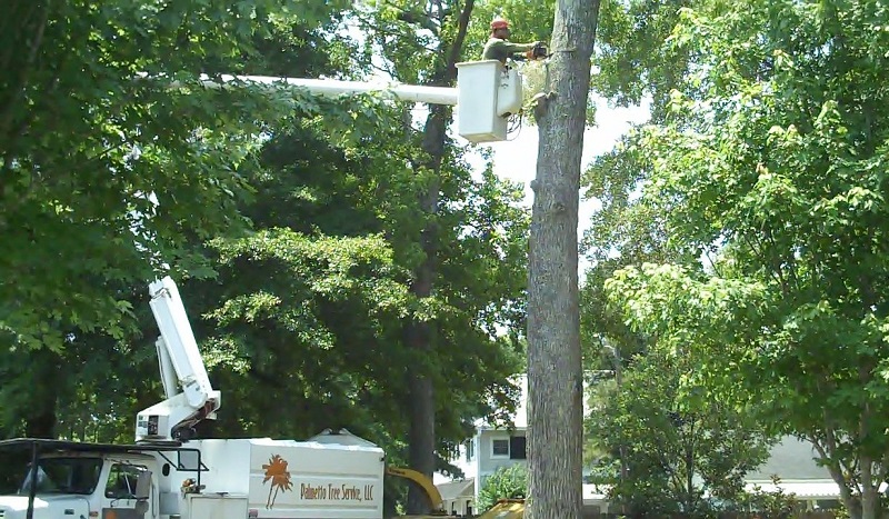 tree removal service cayce sc